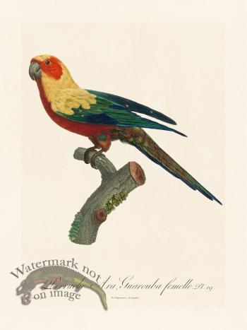 Barraband Parrot 019